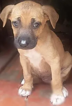 Cachorro raça Vira lata idade 2 a 6 meses nome Sem nome 