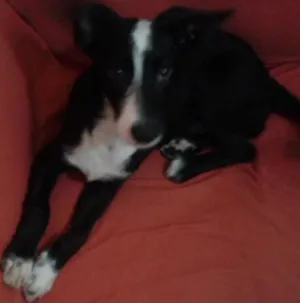 Cachorro raça  idade 2 a 6 meses nome Bruce