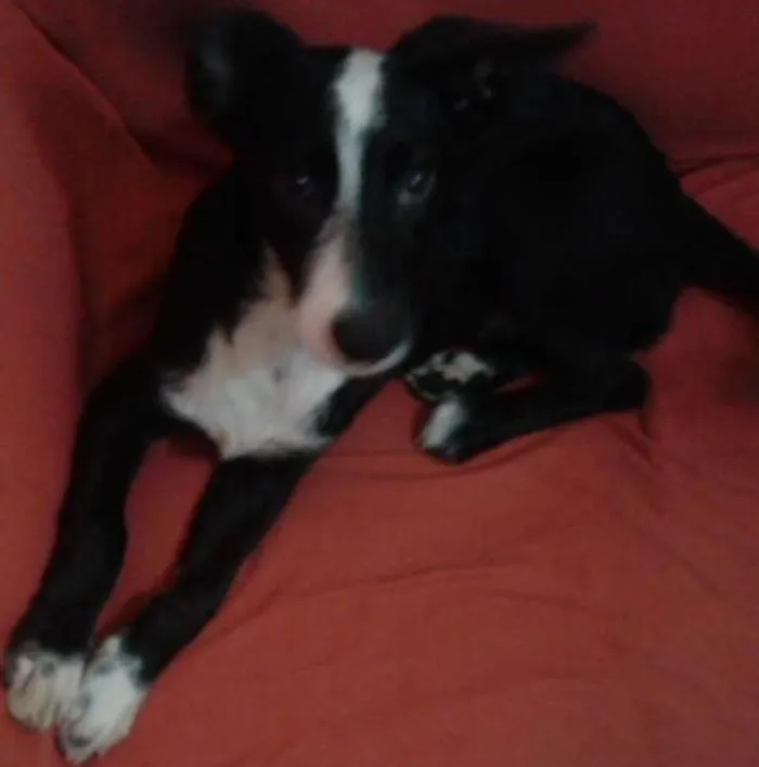 Cachorro ra a  idade 2 a 6 meses nome Bruce
