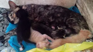 Gato raça Srd idade Abaixo de 2 meses nome Frajola Gorda Baby 