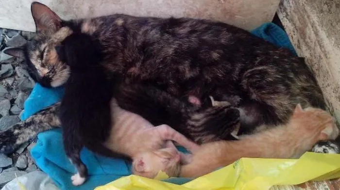 Gato ra a Srd idade Abaixo de 2 meses nome Frajola Gorda Baby 
