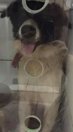 Cachorro raça Border Collie  idade 3 anos nome Madona