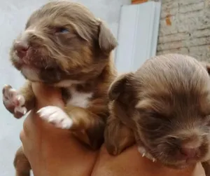 Cachorro raça  idade Abaixo de 2 meses nome sem nome