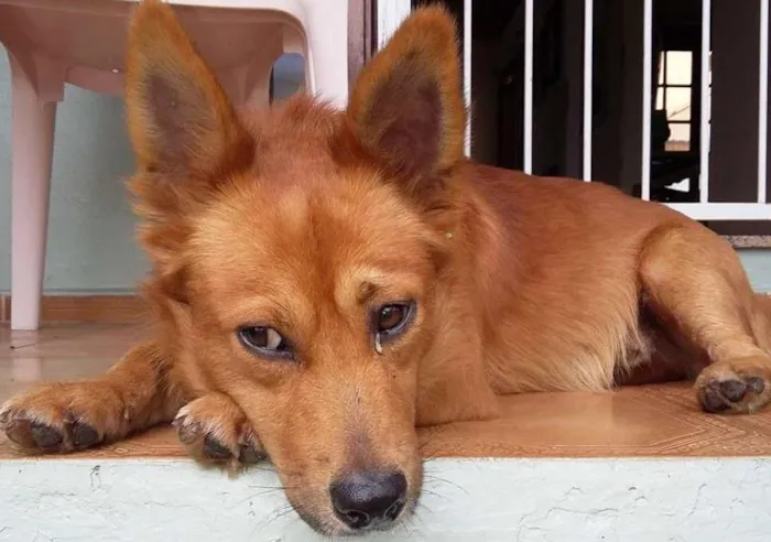 Cachorro ra a  idade 3 anos nome Stuart