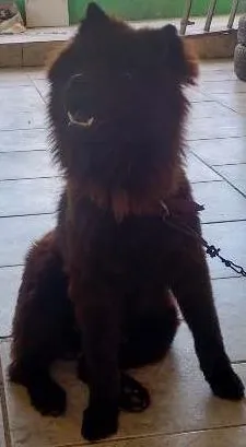 Cachorro raça Chau chau idade 1 ano nome Bryan