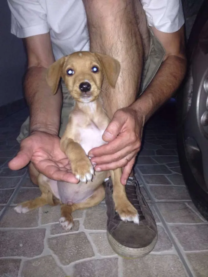 Cachorro ra a  idade Abaixo de 2 meses nome Filhotinho