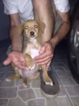 Filhotinho