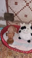 Filhotinho