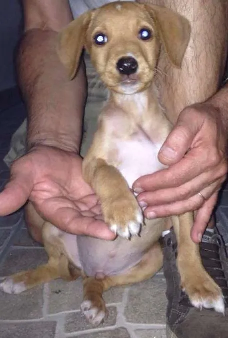 Cachorro ra a  idade Abaixo de 2 meses nome Filhotinho