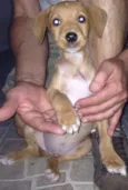 Filhotinho