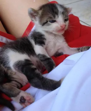 Gato raça Desconhecido idade Abaixo de 2 meses nome Sem nome