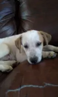 duke