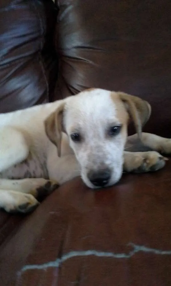 Cachorro raça duke idade 2 a 6 meses nome duke