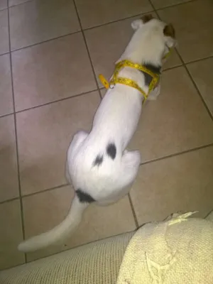 Cachorro raça jack rossel terrier idade 2 anos nome Tobias