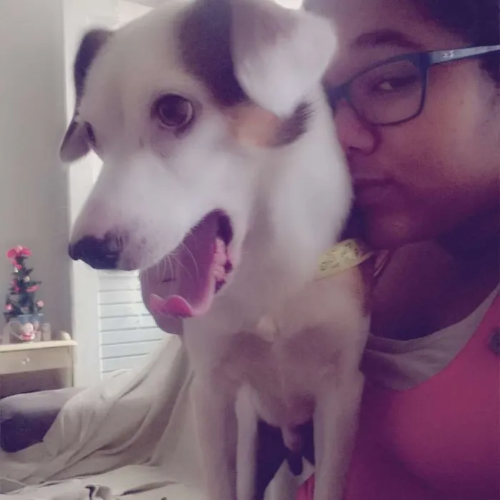 Cachorro raça jack rossel terrier idade 2 anos nome Tobias