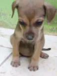 Tutuca
