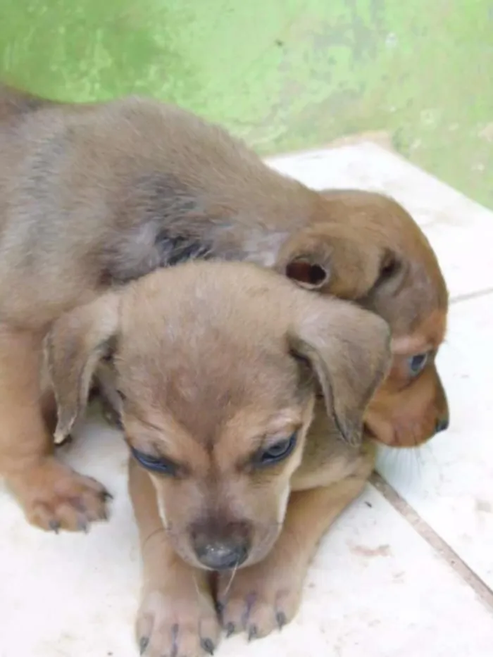 Cachorro ra a SRD idade  nome Tutuca