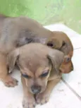 Tutuca