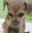 Tutuca