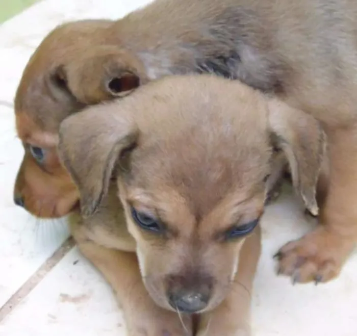Cachorro ra a SRD idade  nome Tutuca
