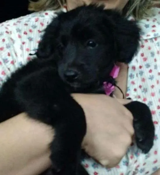 Cachorro ra a SRD idade 2 a 6 meses nome Filo