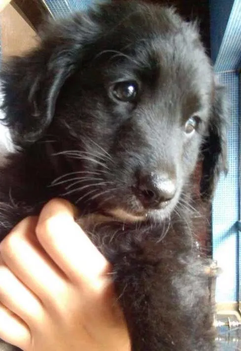Cachorro ra a SRD idade 2 a 6 meses nome nanda