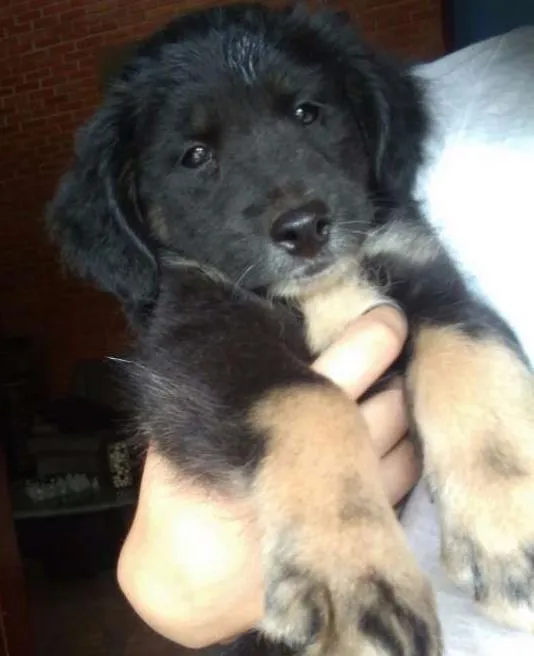 Cachorro ra a SRD idade 2 a 6 meses nome nanda