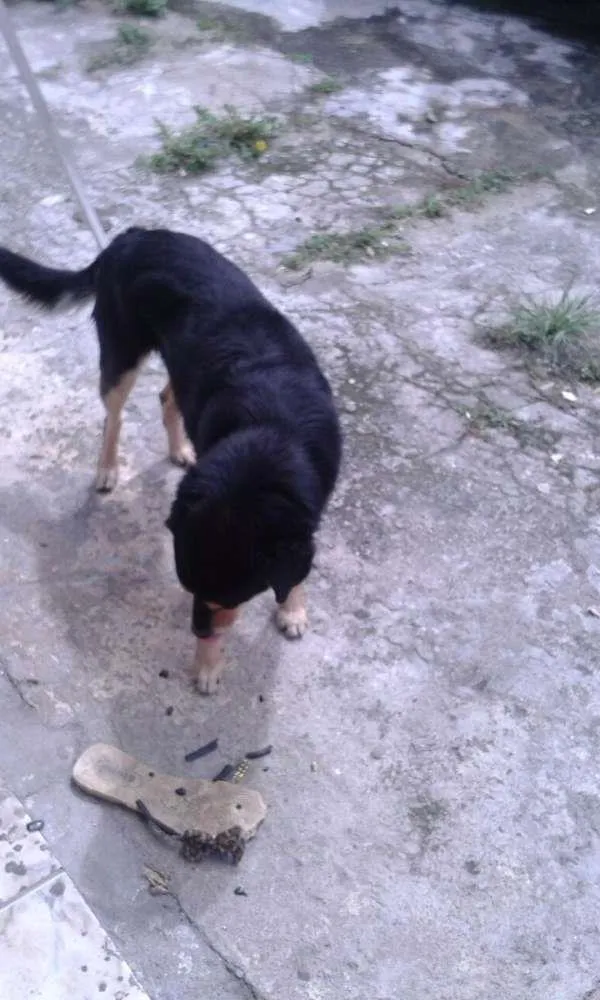 Cachorro ra a Rsd idade 3 anos nome Hupa