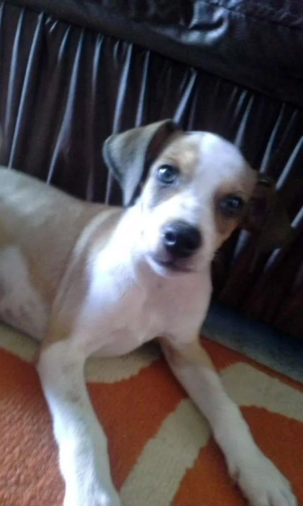 Cachorro raça misturado com labrador idade 2 a 6 meses nome tom