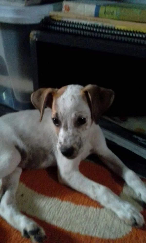 Cachorro raça misturado com labrador idade 2 a 6 meses nome pipoca