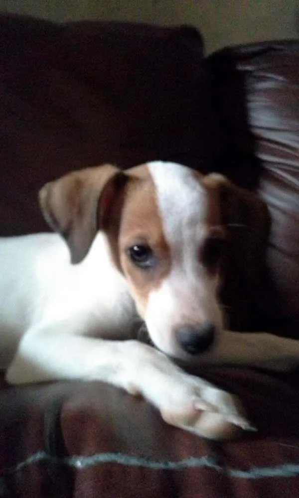 Cachorro raça misturado com labrador idade 2 a 6 meses nome baby
