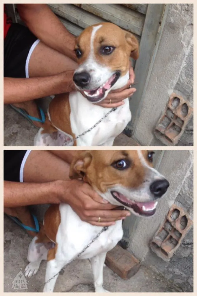 Cachorro raça SRD idade  nome Noa Theodor 