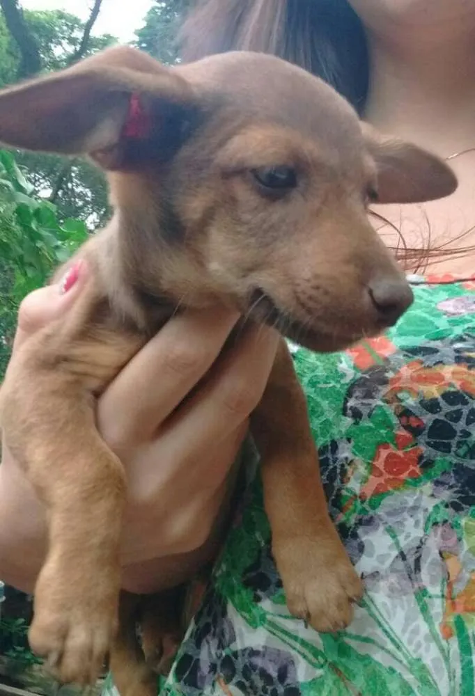 Cachorro ra a SRD idade 2 a 6 meses nome Meninas