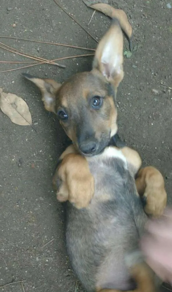 Cachorro ra a SRD idade 2 a 6 meses nome Meninas