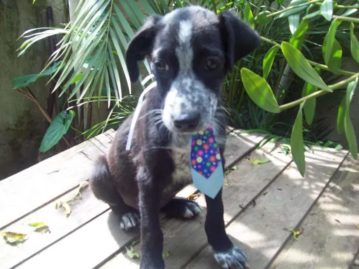 Cachorro ra a SRD idade 2 a 6 meses nome Pingo