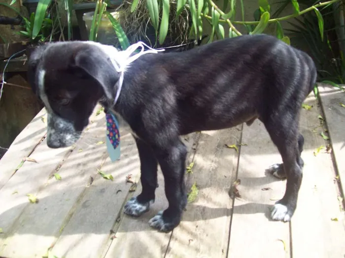 Cachorro ra a SRD idade 2 a 6 meses nome Pingo