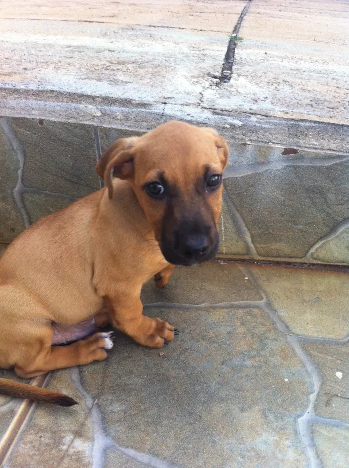 Cachorro ra a Não sei idade 2 a 6 meses nome Não tem 