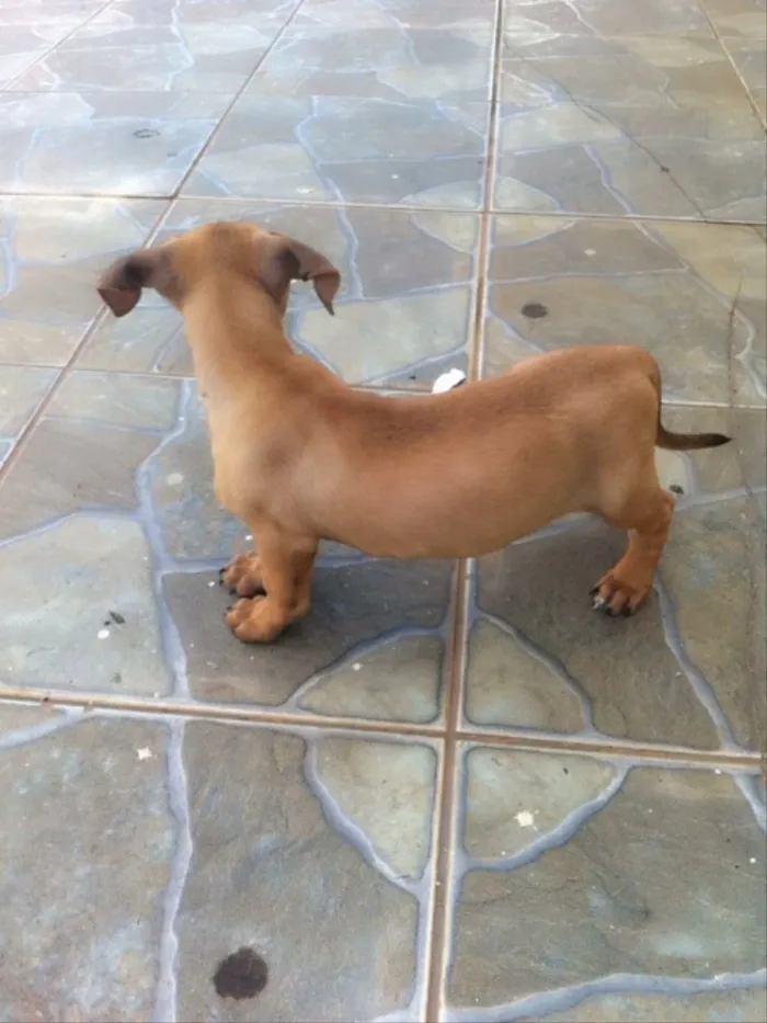 Cachorro ra a Não sei idade 2 a 6 meses nome Não tem 