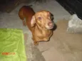 BASSET