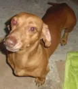 BASSET