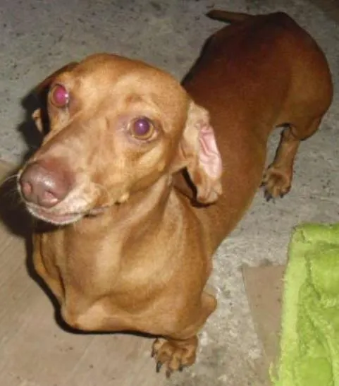 Cachorro ra a Basset-Cofap idade 1 ano nome BASSET