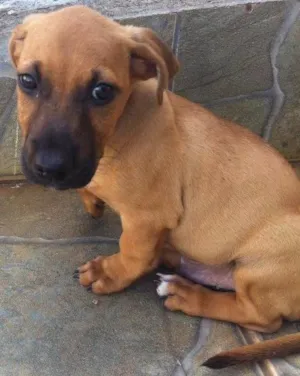 Cachorro raça Não sei idade 2 a 6 meses nome Não tem 