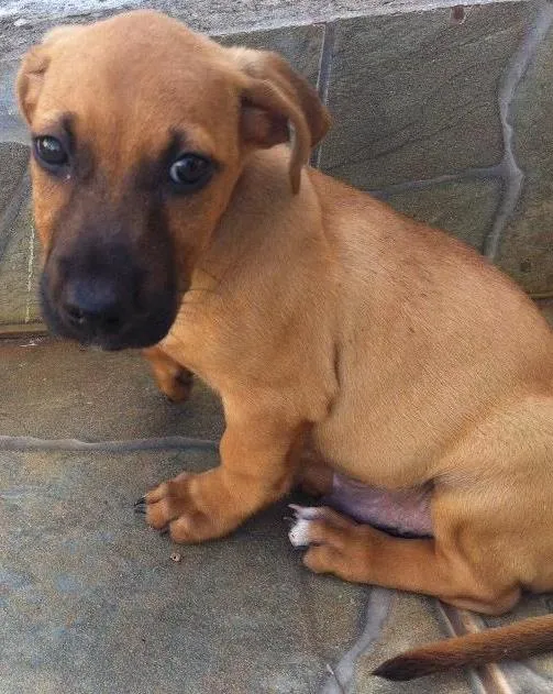 Cachorro ra a Não sei idade 2 a 6 meses nome Não tem 