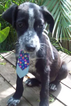 Cachorro raça SRD idade 2 a 6 meses nome Pingo