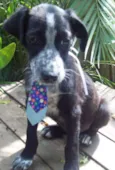 Pingo