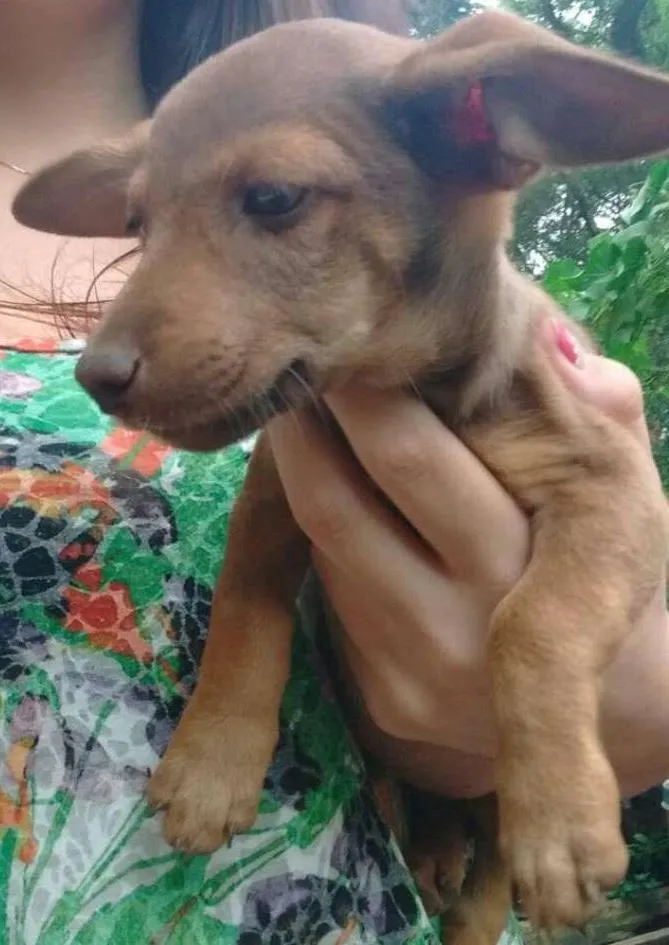 Cachorro ra a SRD idade 2 a 6 meses nome Meninas
