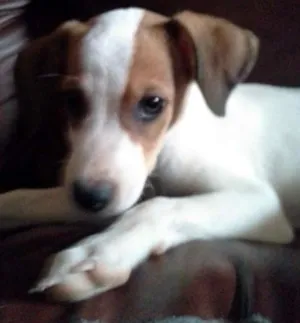 Cachorro raça misturado com labrador idade 2 a 6 meses nome baby
