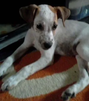 Cachorro raça misturado com labrador idade 2 a 6 meses nome pipoca