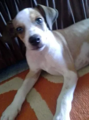 Cachorro raça misturado com labrador idade 2 a 6 meses nome tom