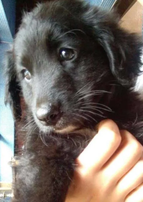 Cachorro ra a SRD idade 2 a 6 meses nome nanda